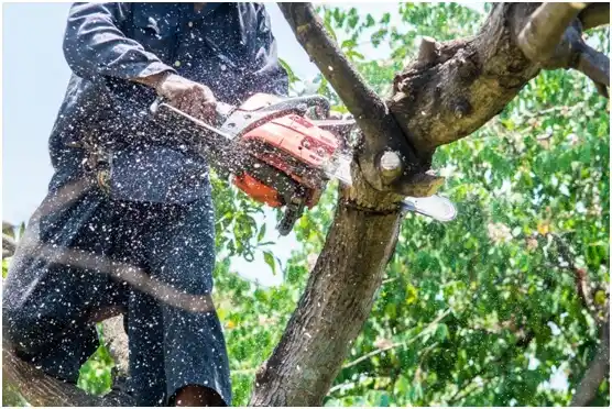 tree services Tonasket